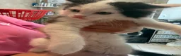 British Longhair cats for sale: 4 kittens british long hair  - Advert 5