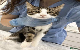 Mixed Breed cats for adoption: Squeak is looking for a home! - Image 1