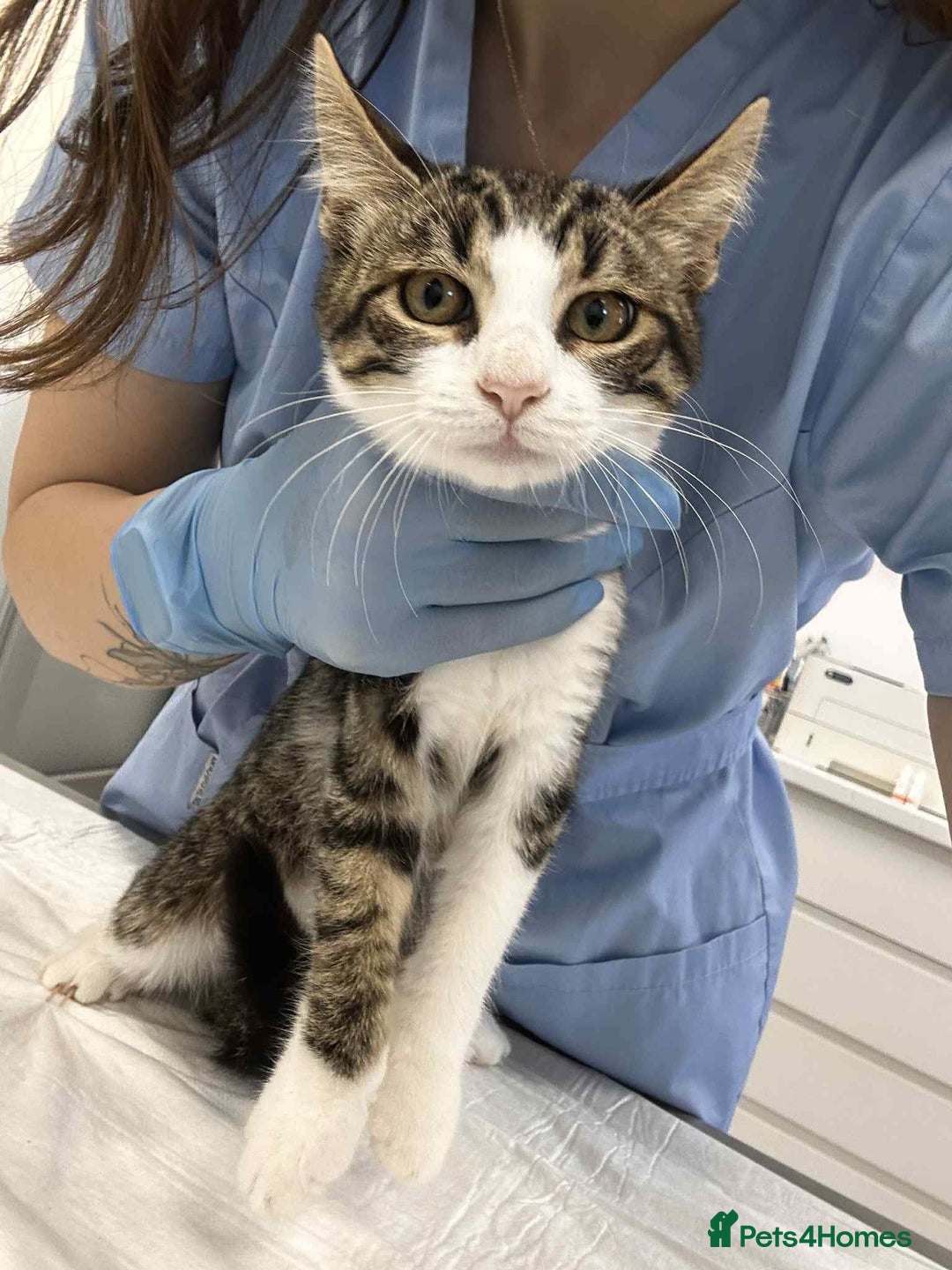 Mixed Breed cats for adoption: Squeak is looking for a home! - Image 1