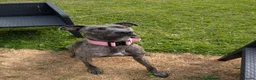 Mixed Breed dogs for sale: Nova. - Advert 2