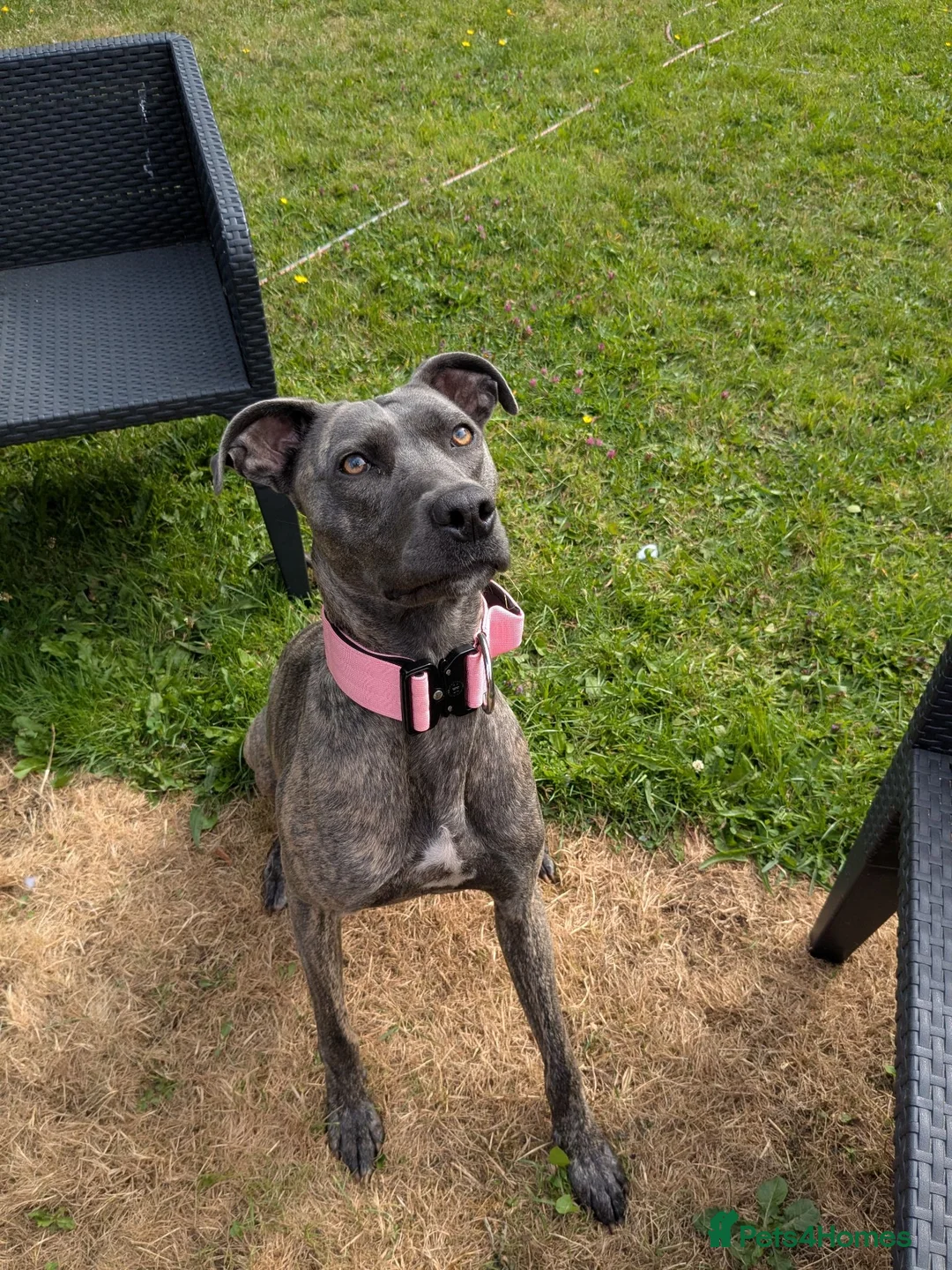 Mixed Breed dogs for sale: Nova. - Advert 2
