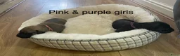 Lurcher dogs for sale: Beautiful Lurcher Puppies for Sale - Advert 4