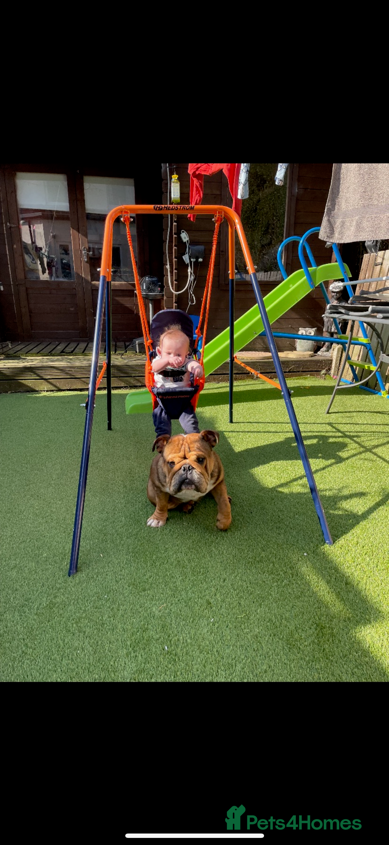 English Bulldog dogs English bulldog - Advert 2