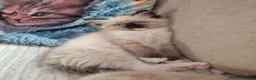Ragdoll cats for sale: Beautifull ragdoll - Advert 22