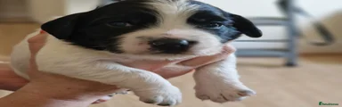 Rosie