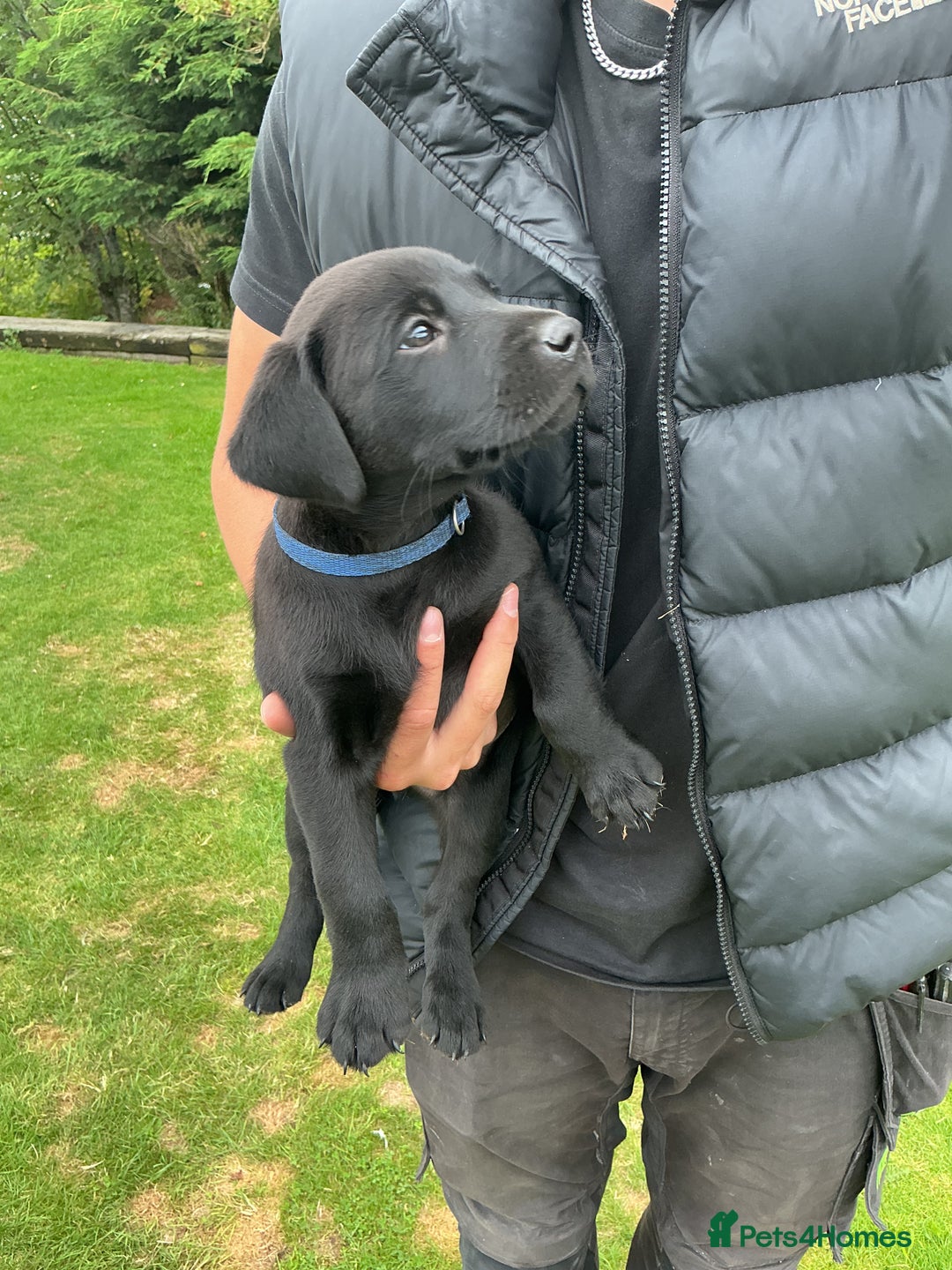 Labrador Retriever dogs for sale: KC registered Black Lab pups - Image 15