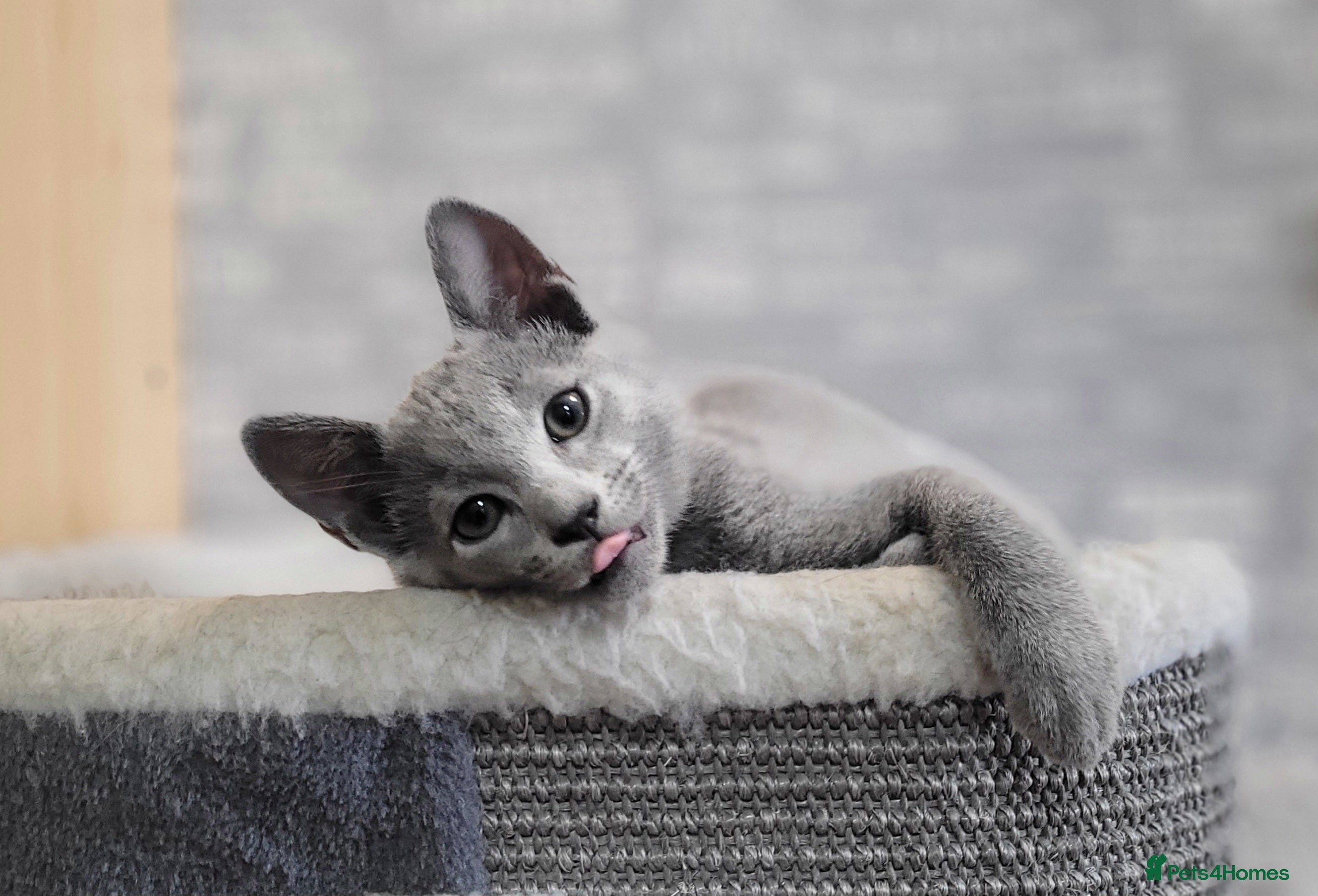 Russian Blue cats Pure Russian Blue kittens READY NOW  - Advert 12