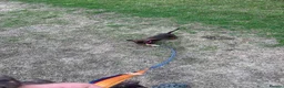 Miniature Dachshund dogs for sale: Miniature dachshund  - Advert 5