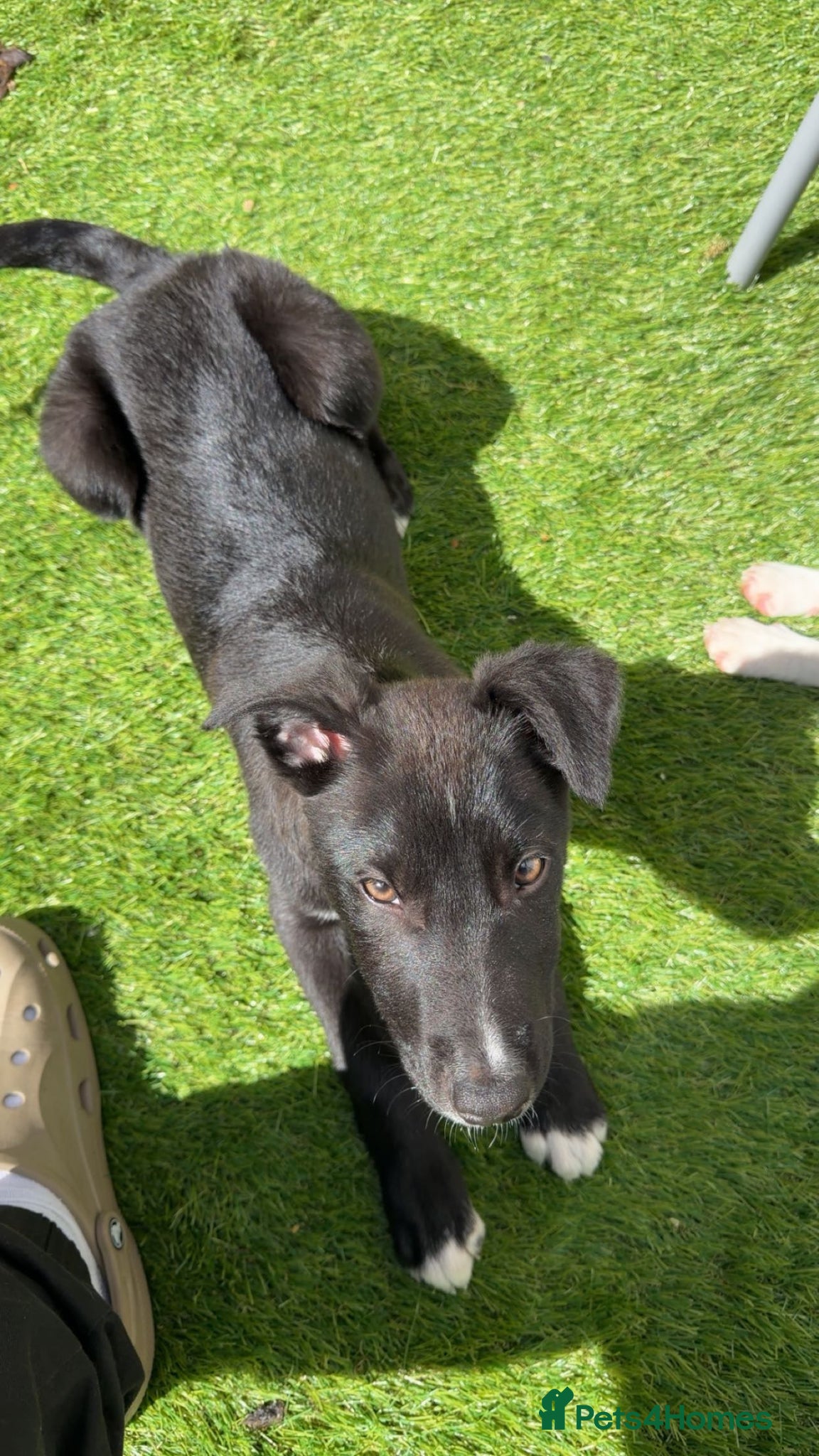 Mixed Breed dogs Blaze - Border Collie X Saluki - Advert 4