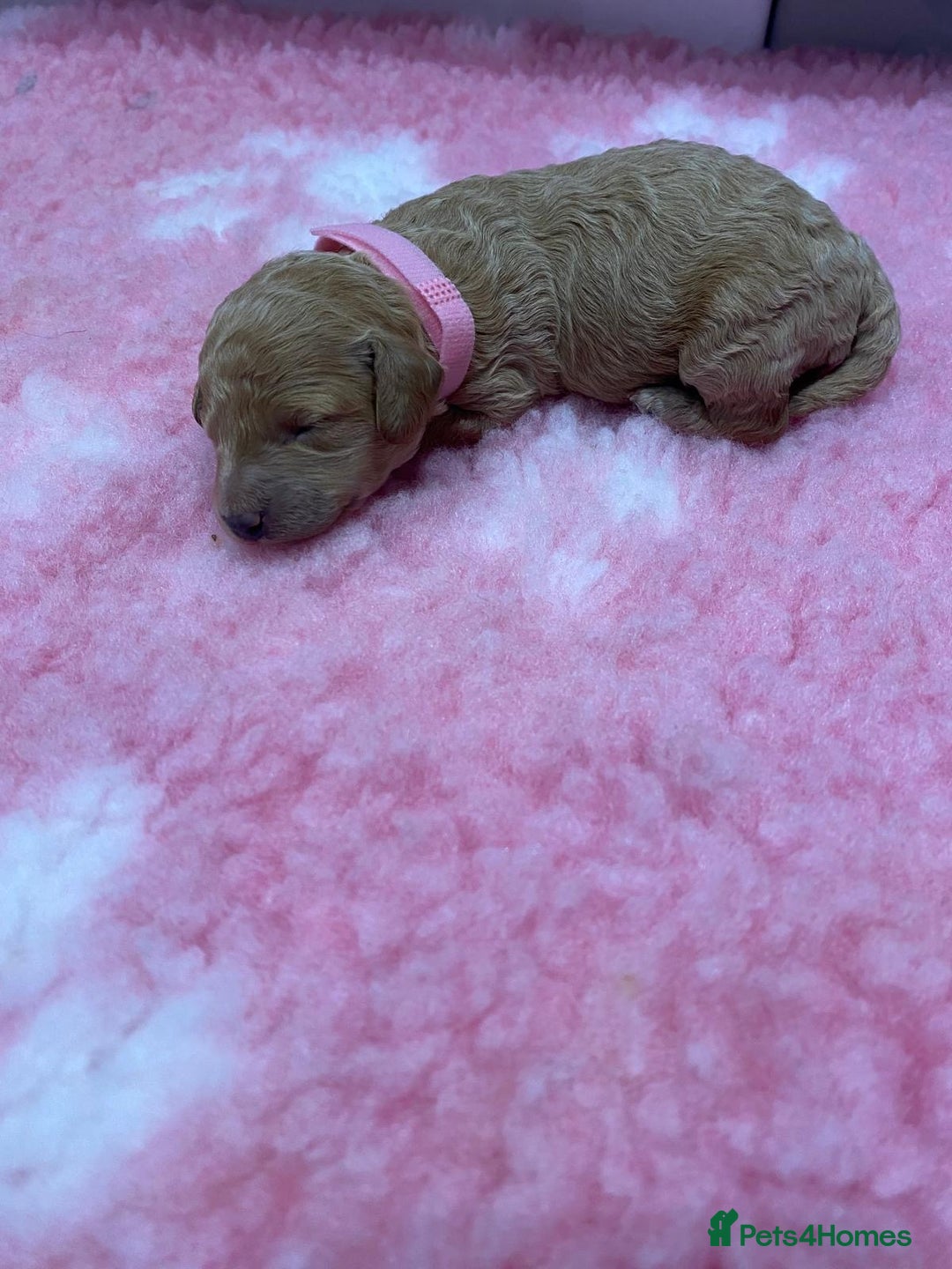 Labradoodle dogs for sale: Multi- Generation Toy/Mini parti Labradoodles   - Advert 11