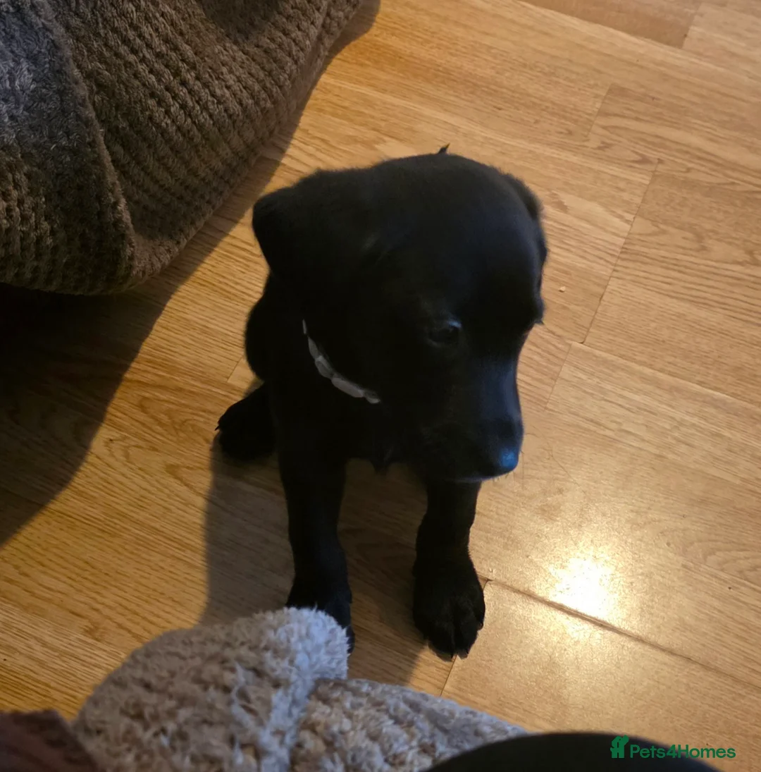Labrador Retriever dogs for sale: Female Labrador - Advert 2