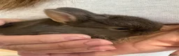 Netherland Dwarf rabbits for sale: Baby Netherland dwarf rabbits  - Advert 7