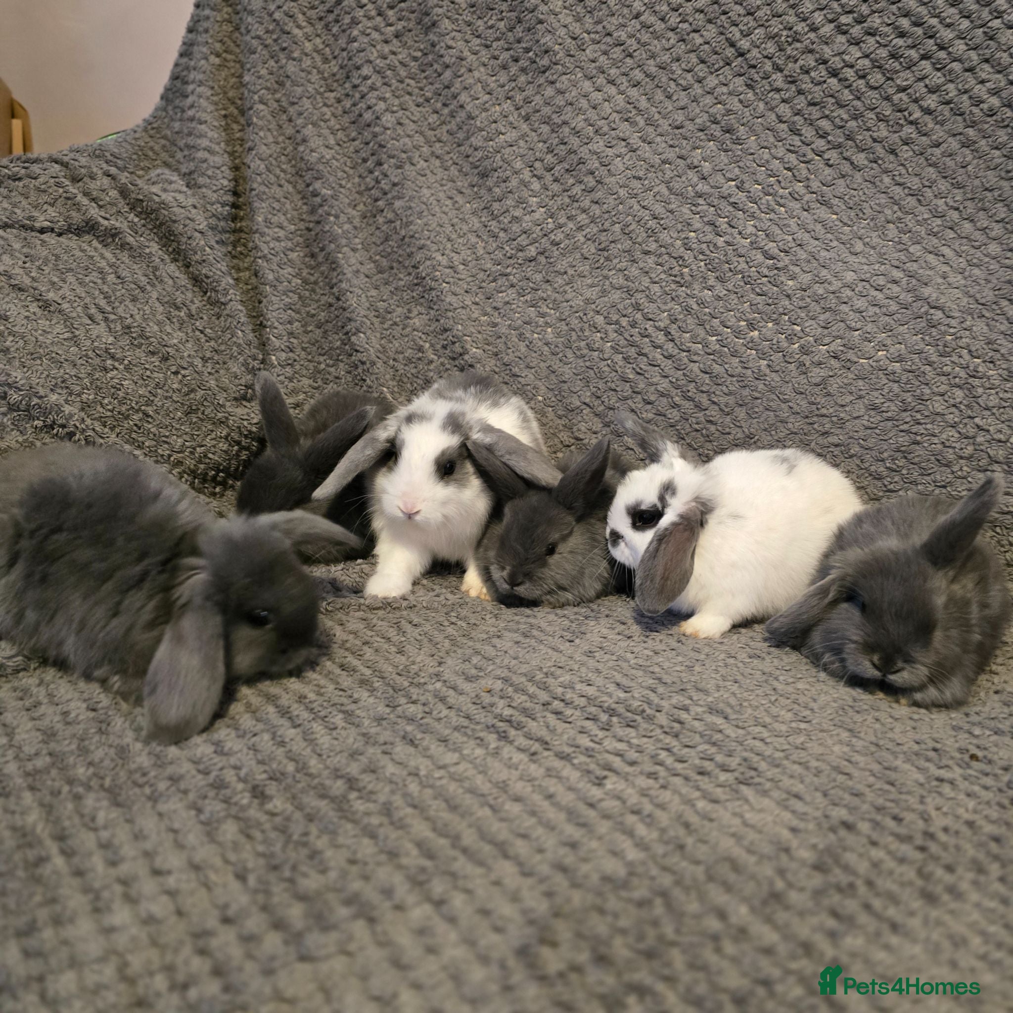 Mini Lop rabbits Mini Loop bunnies 7weeks old - Advert 1