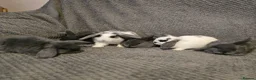Mini Lop rabbits for sale: Mini Loop bunnies 7weeks old - Advert 1