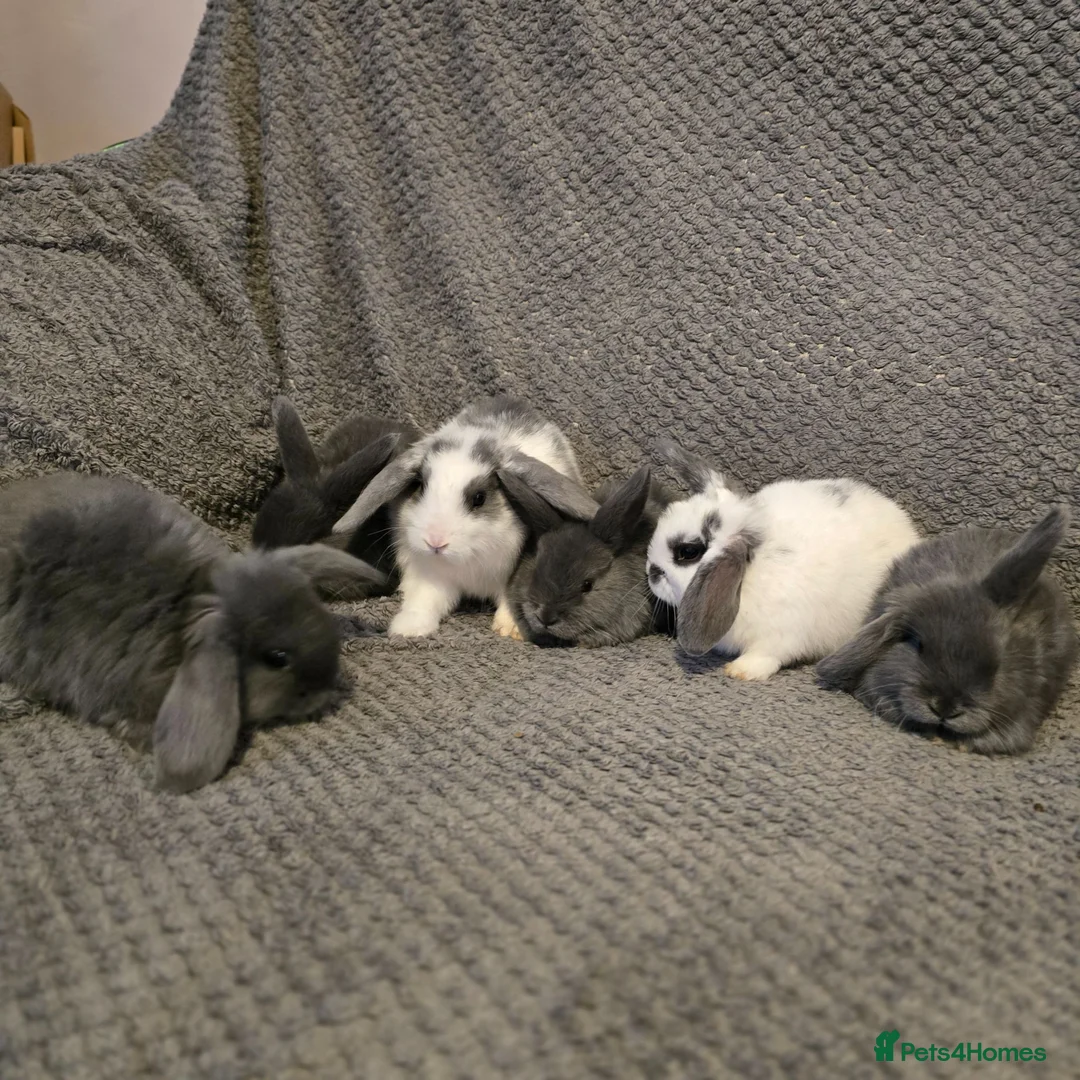 Mini Lop rabbits for sale: Mini Loop bunnies 7weeks old - Advert 1