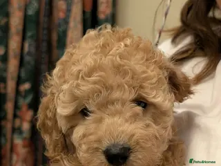 Cockapoo dogs Toy poodle cockapoo Just one baby girl left - Advert 1