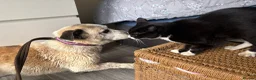 Mixed Breed dogs for adoption: Alba - Helpnall Norfolk  - Advert 11
