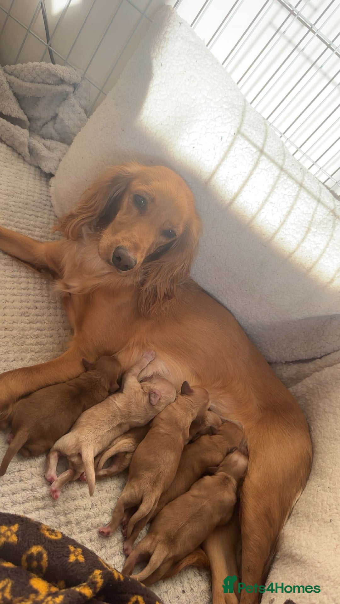 Cockapoo dogs for sale: 6 Beautiful Cockerpoo puppies for sale.  - Advert 3