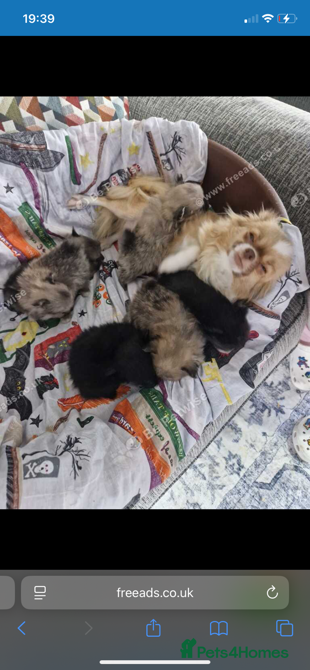 Pomchi dogs for sale: Pomchi - Advert 1