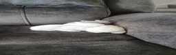 Mixed Breed rabbits for sale: White Albino Mini lops 2 girls and 1 boy left - Advert 10