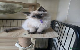 Ragdoll cats for sale: Beautiful Kittens ready to leave for new home - Image 13