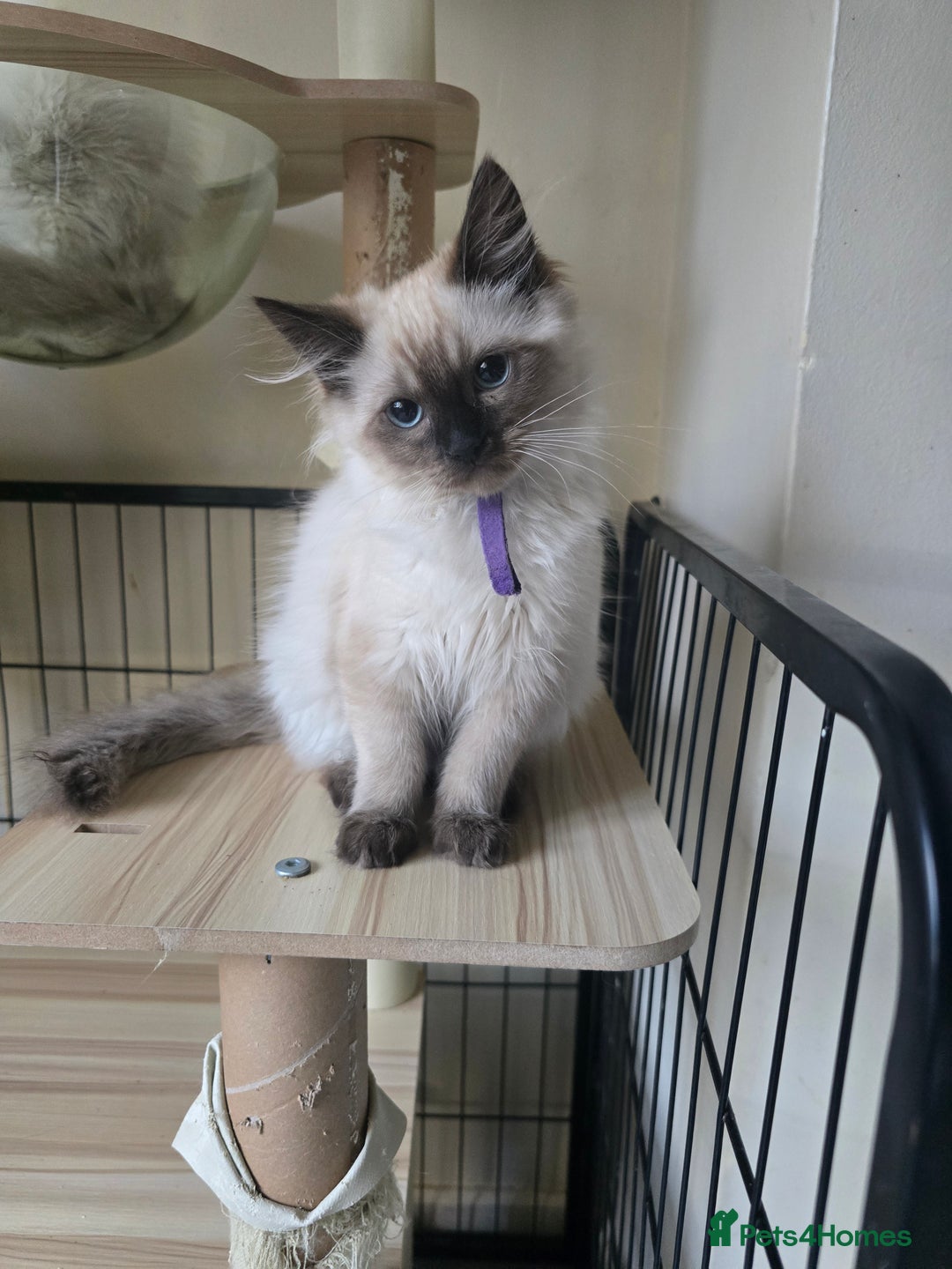 Ragdoll cats for sale: Beautiful Kittens ready to leave for new home - Image 13