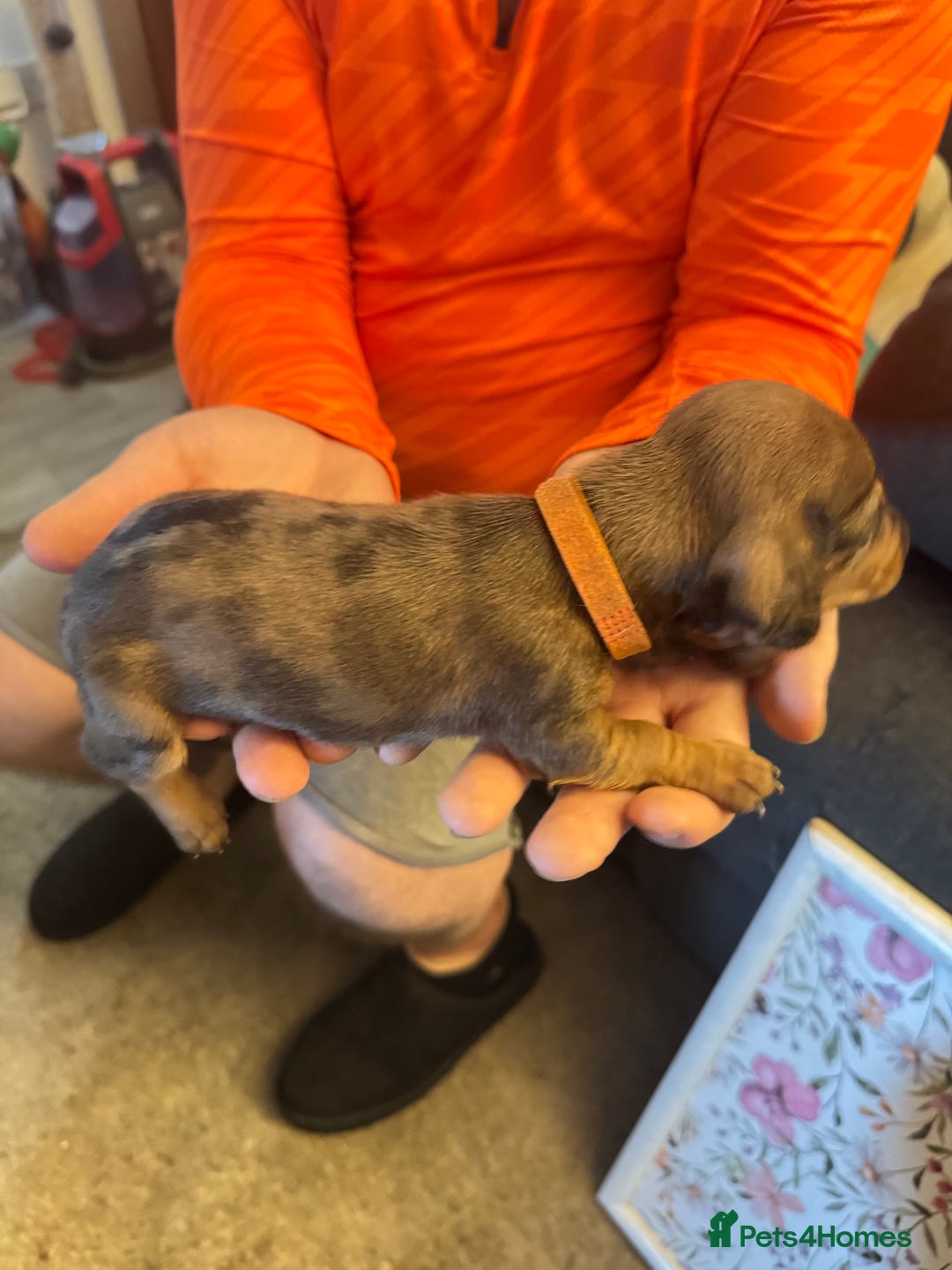 Miniature Dachshund dogs for sale: Miniature dachshund puppies for sale - Image 5