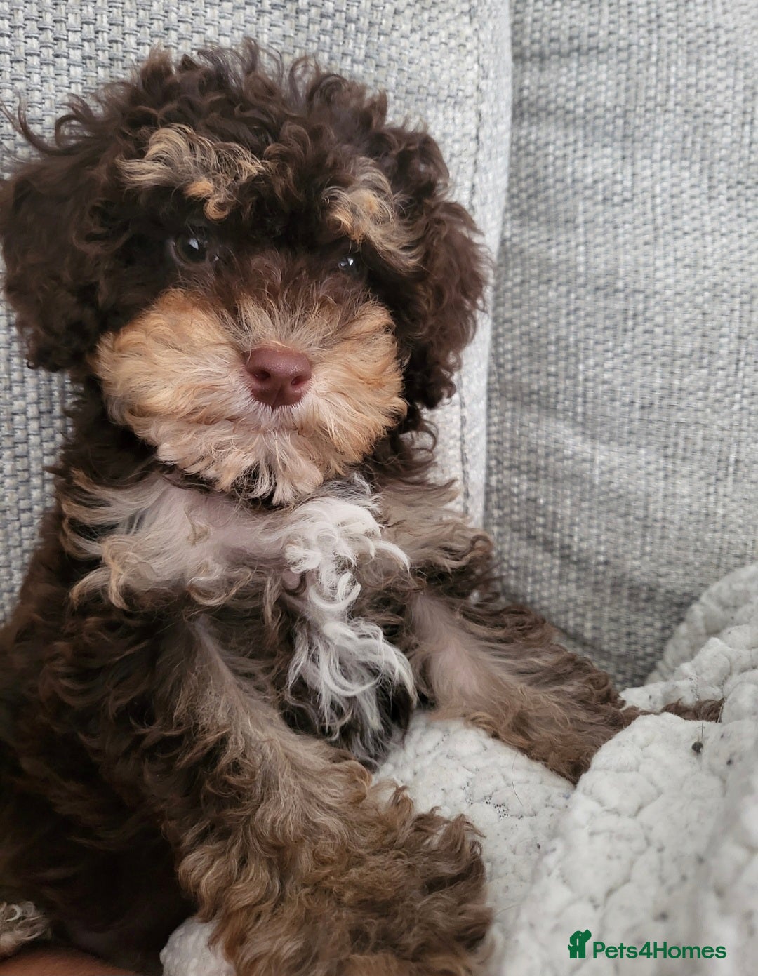 Cavapoo dogs for sale: Chocolate phantom tri cavapoo - Image 2
