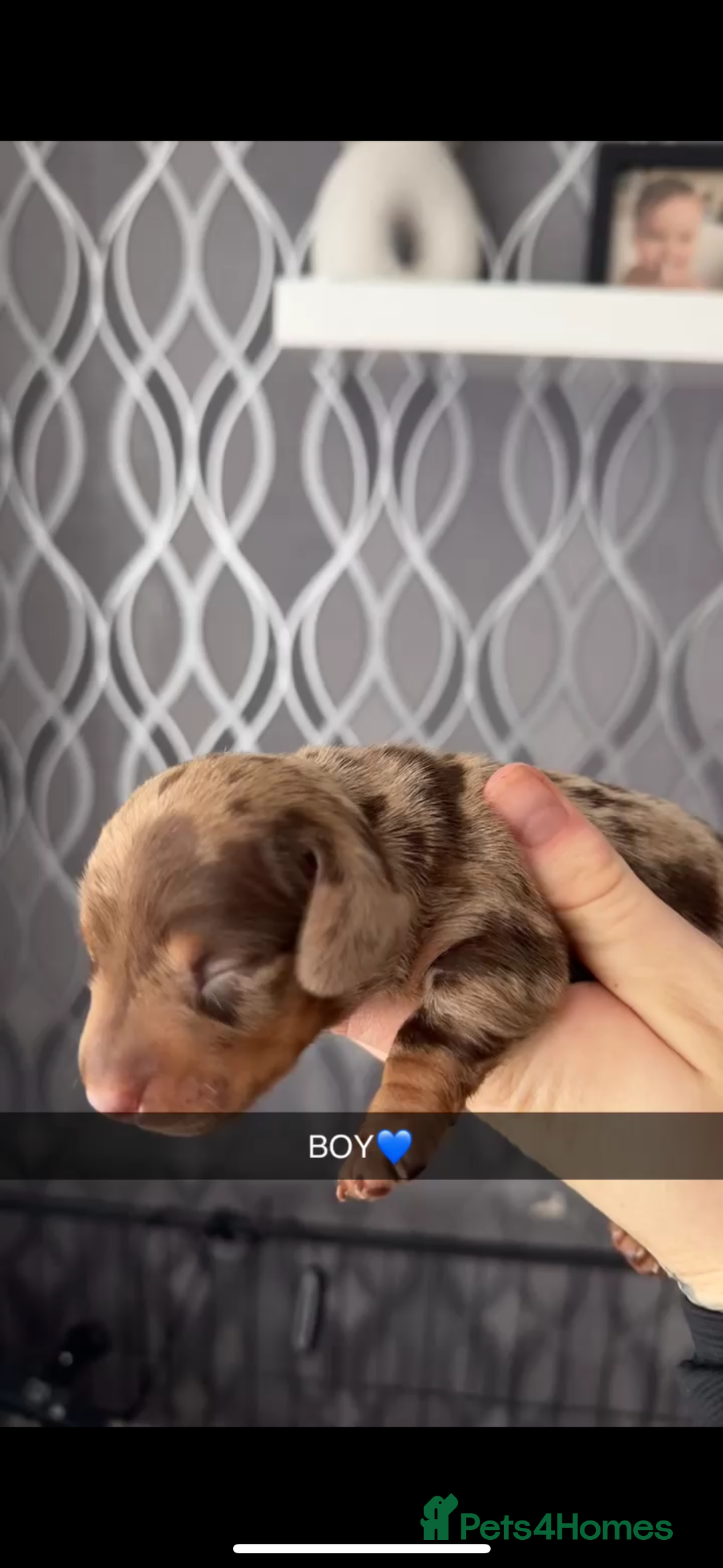 Miniature Dachshund dogs for sale: miniature dachshund pups - Image 2