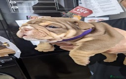 English Bulldog dogs for sale: Forever homes  - Image 17
