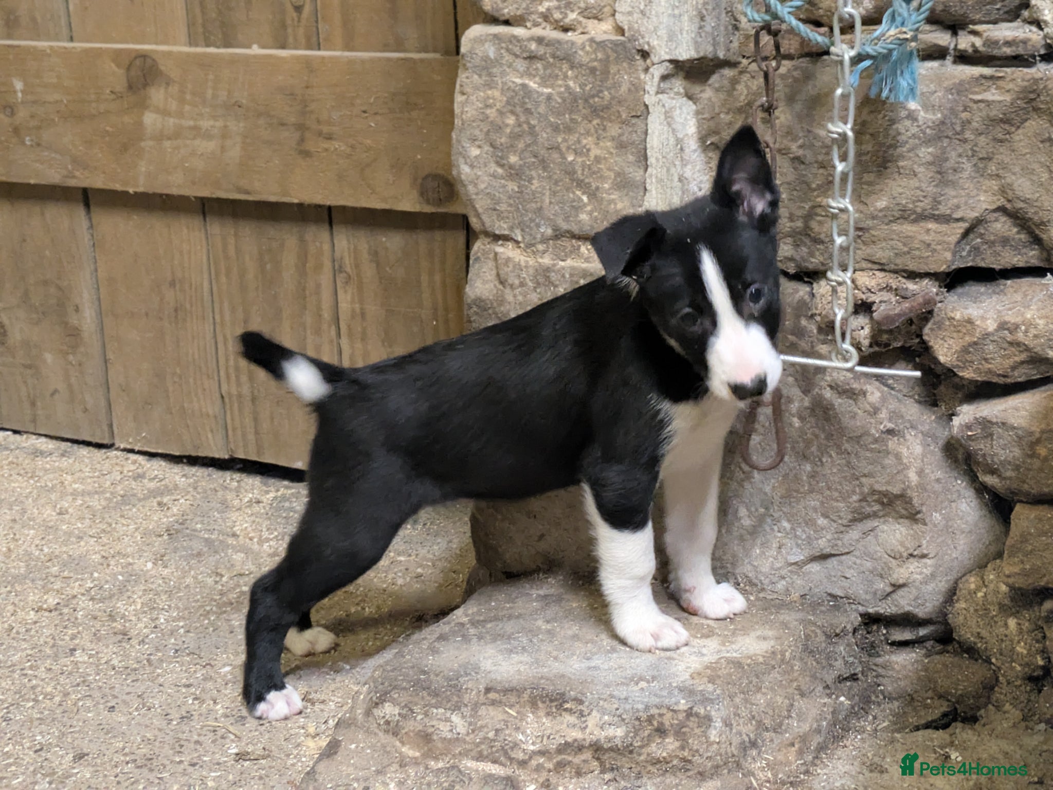 Border Collie dogs NOW ONLY TWO beautiful boy Border collies  - Advert 1