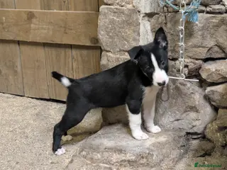 Border Collie dogs NOW ONLY TWO beautiful boy Border collies - Advert 1