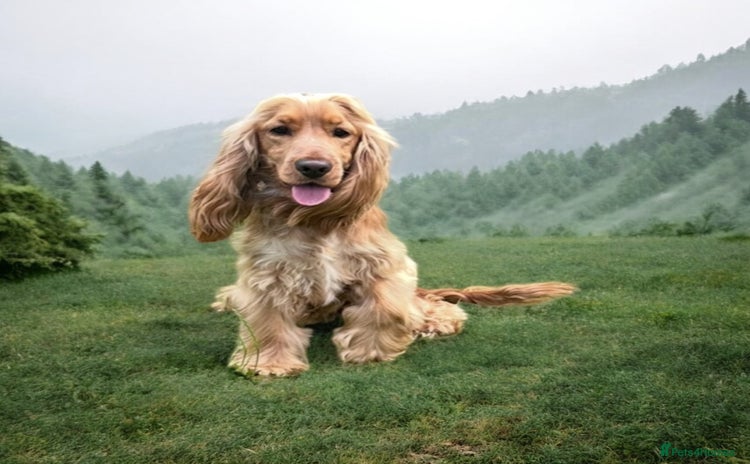 Cocker Spaniel dogs - Advert 6