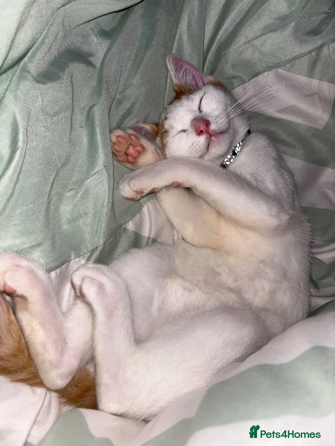 Mixed Breed cats for adoption: 11 Month Old White & Orange Tabby Cat in Manchester - Advert 2