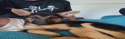 Shepsky dogs for sale: German Shepherd pups - Advert 13