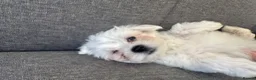 Maltese dogs for sale: Mini Maltese puppies for sale in Westgate-on-Sea - Advert 11