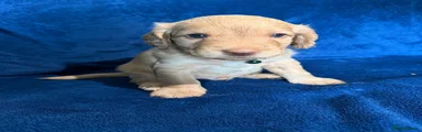 Cream Boy