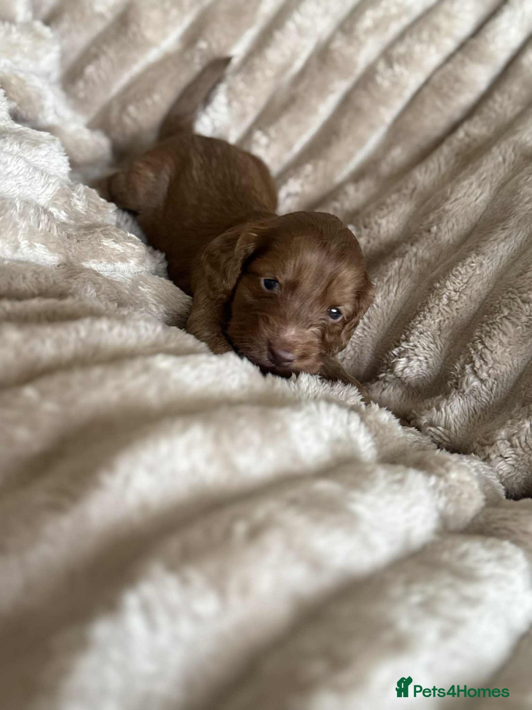 Cockapoo dogs for sale: Cockapoo F1B STUNNING COLOURS 4 available - Advert 31