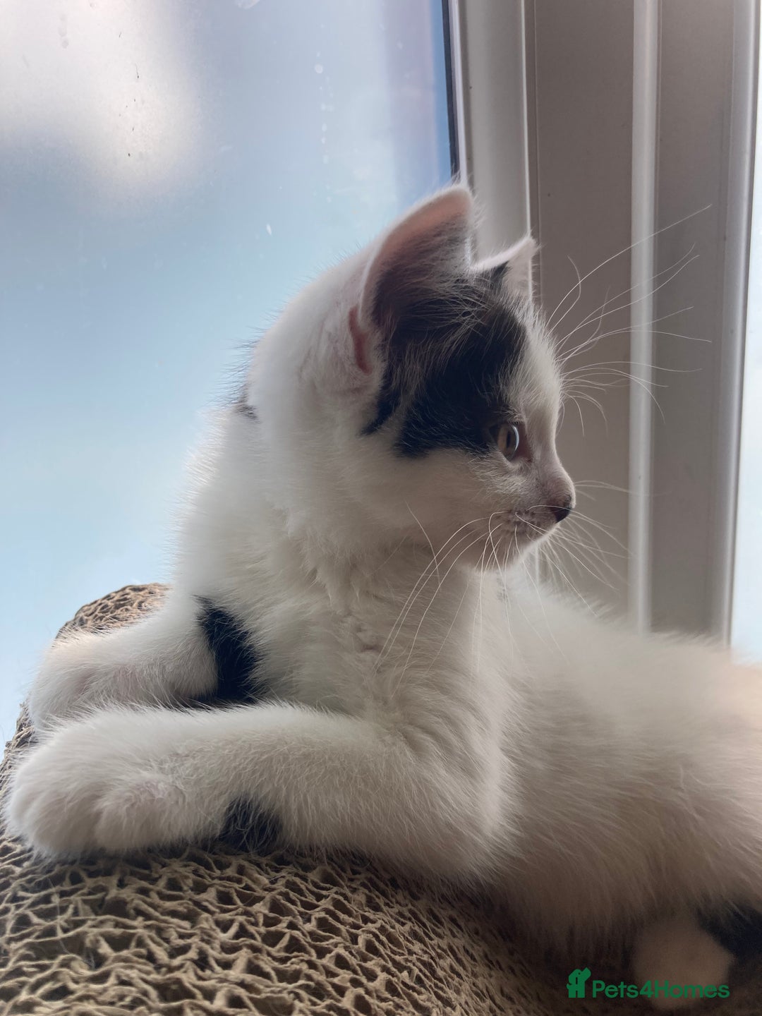 Domestic Shorthair cats for sale: Lovely funny little kittens  - Image 21