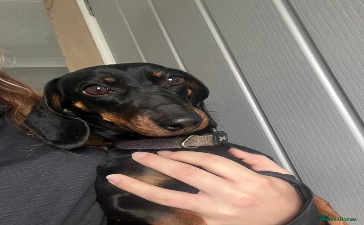 Miniature Dachshund dogs - Advert 1