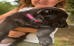 German Shepherd dogs for sale: German shepherd puppies ready to leave now - Image 22