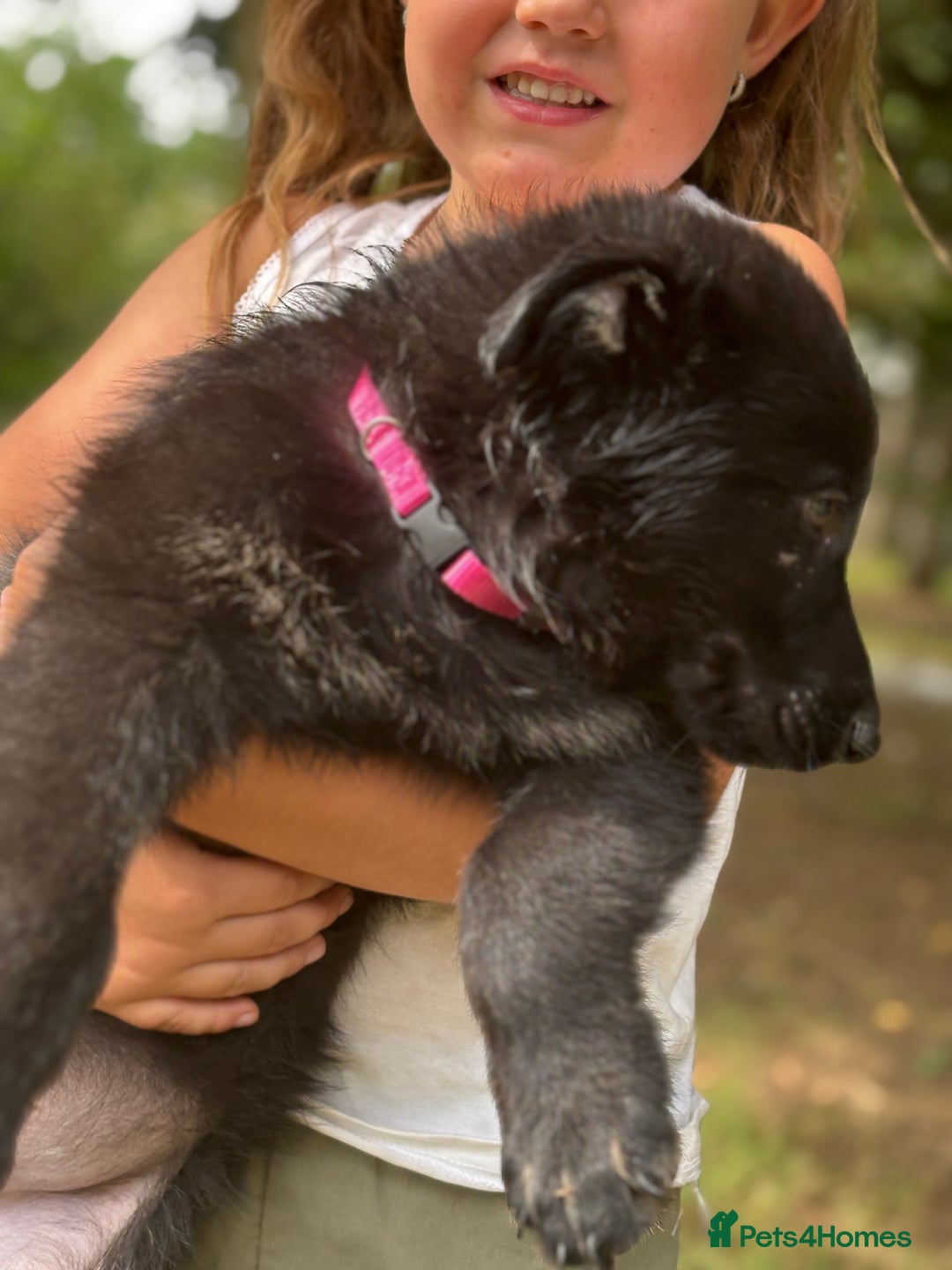 German Shepherd dogs for sale: German shepherd puppies ready to leave now - Image 22