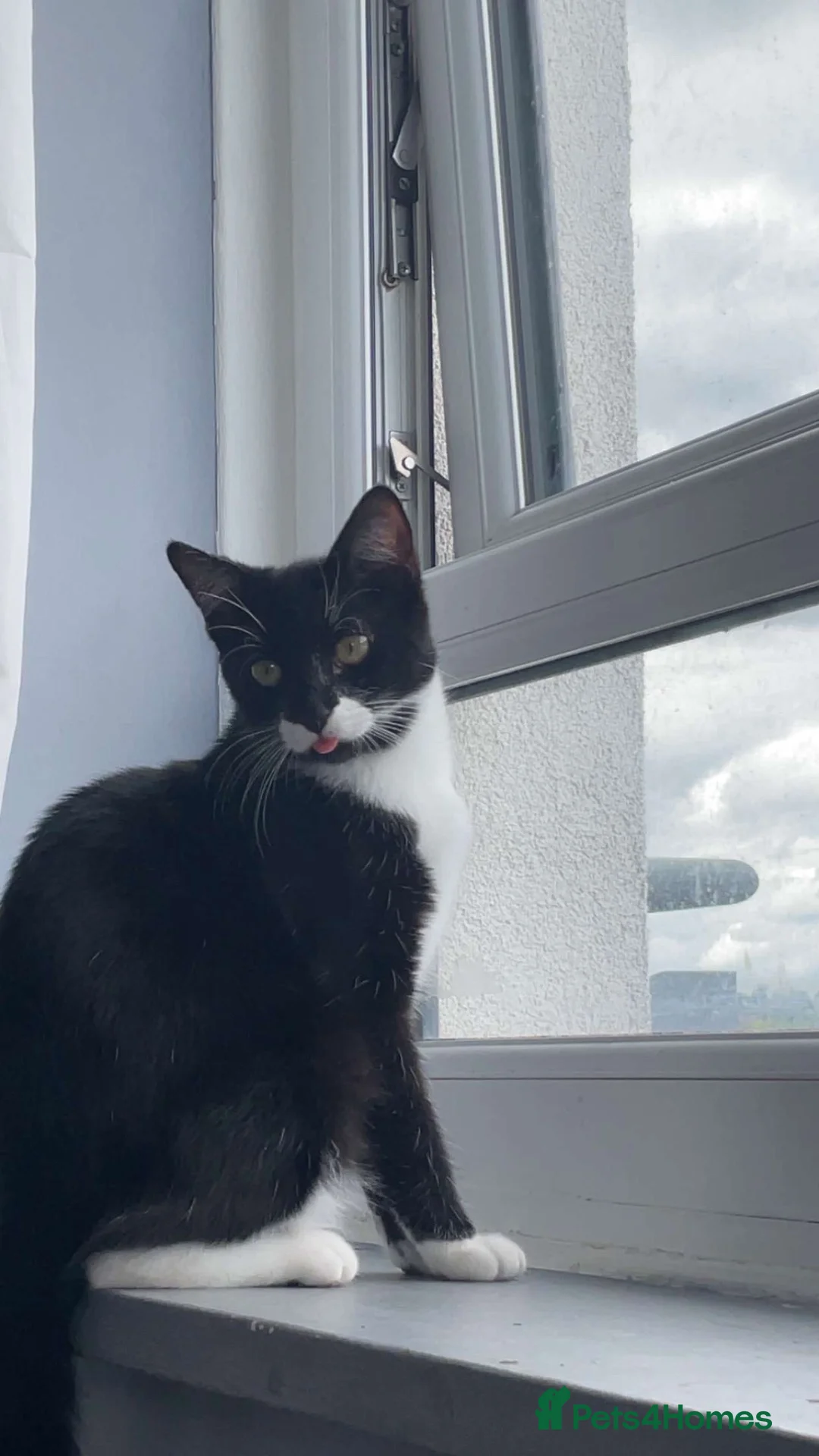 Mixed Breed cats for sale: 4 tabby kittens  in Leeds - Advert 1