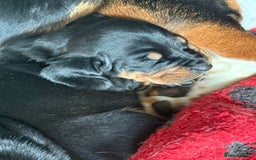 Mixed Breed dogs for sale: A huge surprise! - Image 2