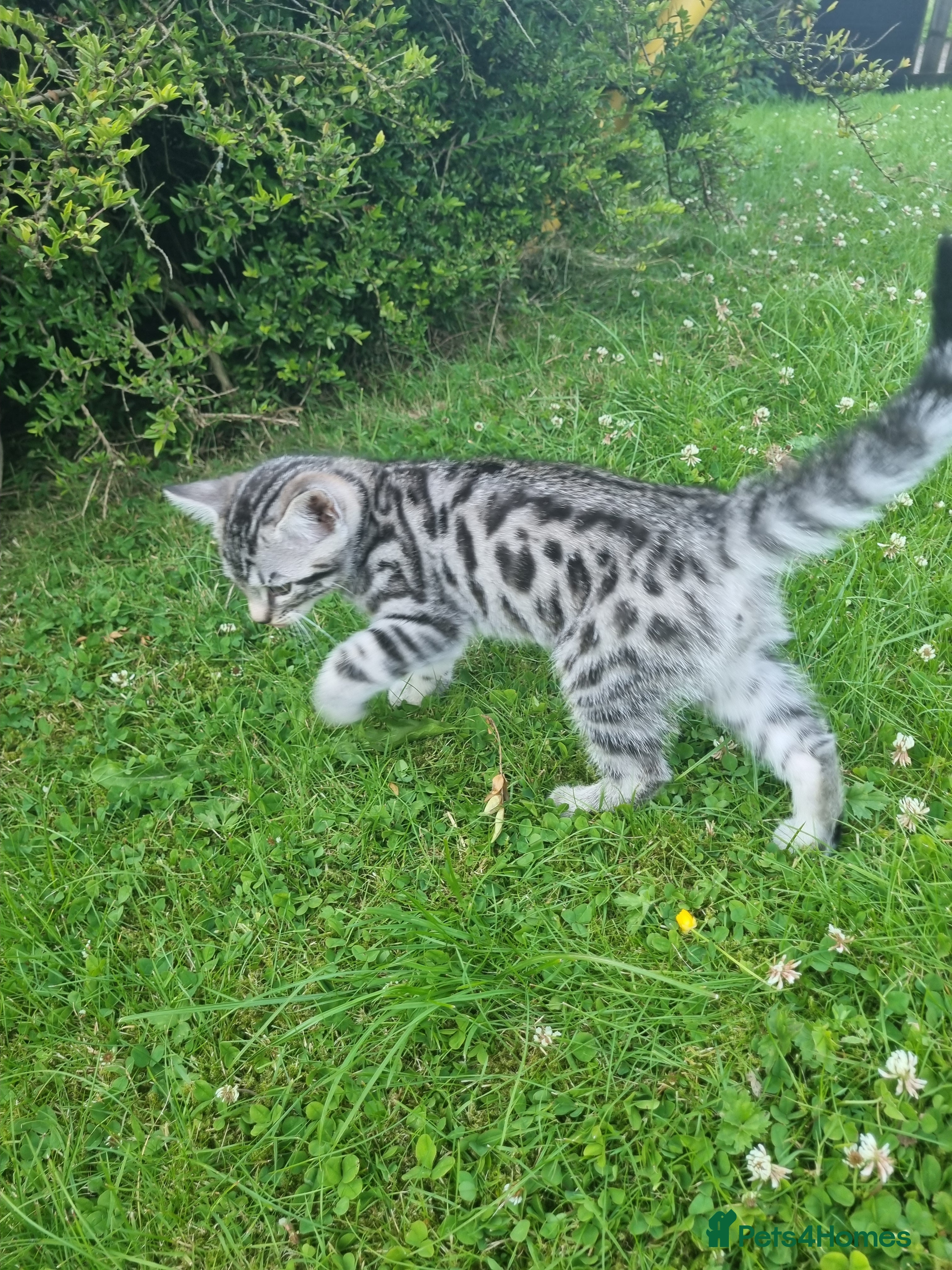 Bengal cats Male bengal cross kitten - Advert 1