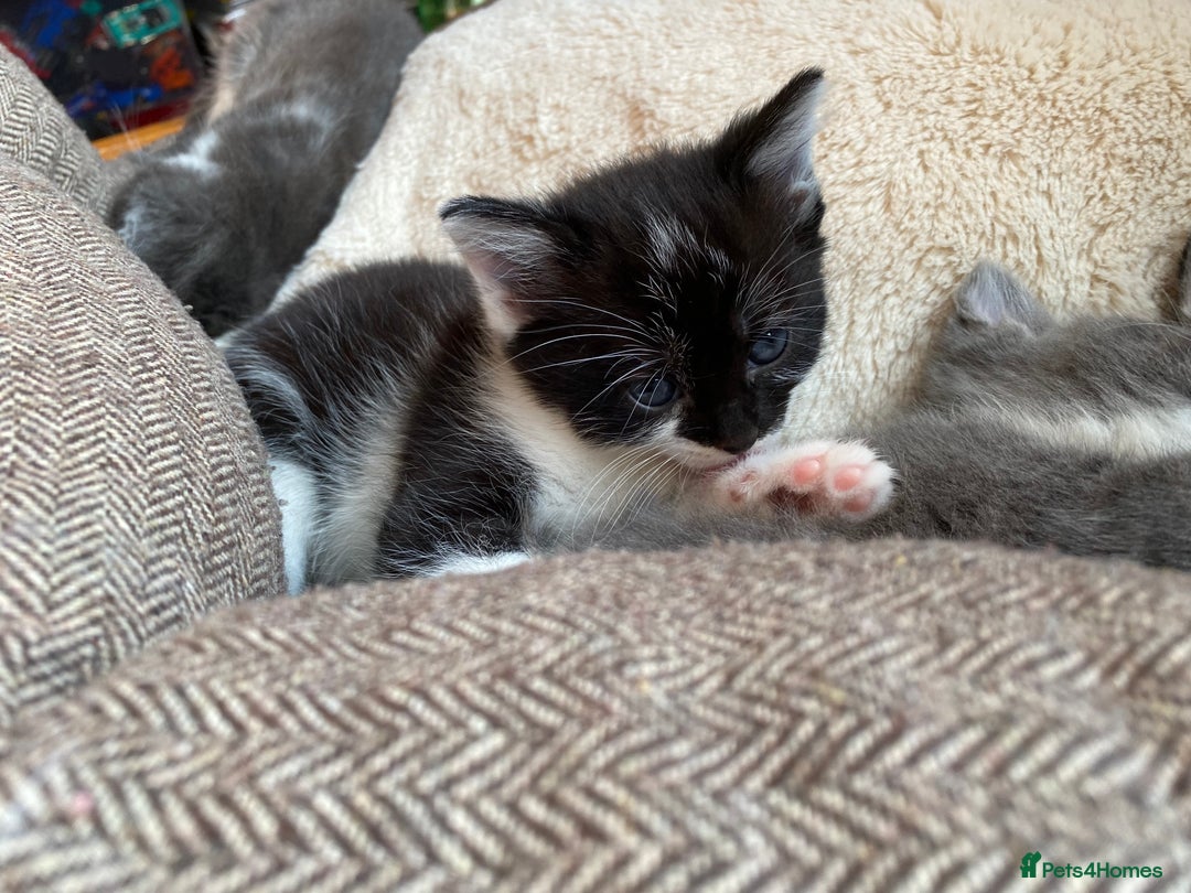 Mixed Breed cats for sale: beautiful kittens - Image 21
