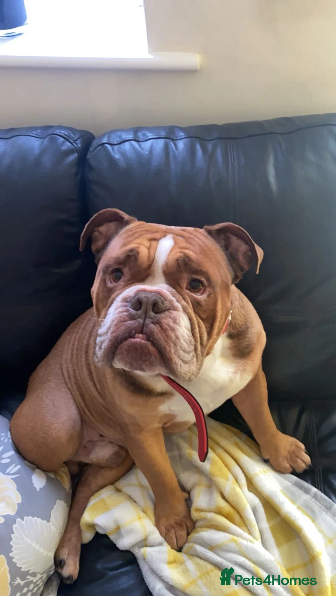 English Bulldog dogs for sale: Ronnie, 8 year old english bulldog in Bristol - Advert 1