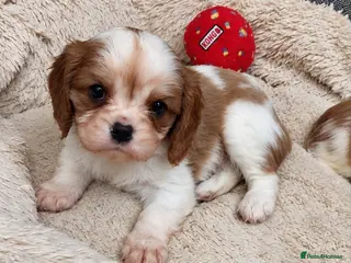 Cavalier King Charles Spaniel dogs King Charles cavalier puppies - Advert 6