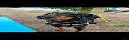 Dobermann dogs for sale: Storm - Advert 3