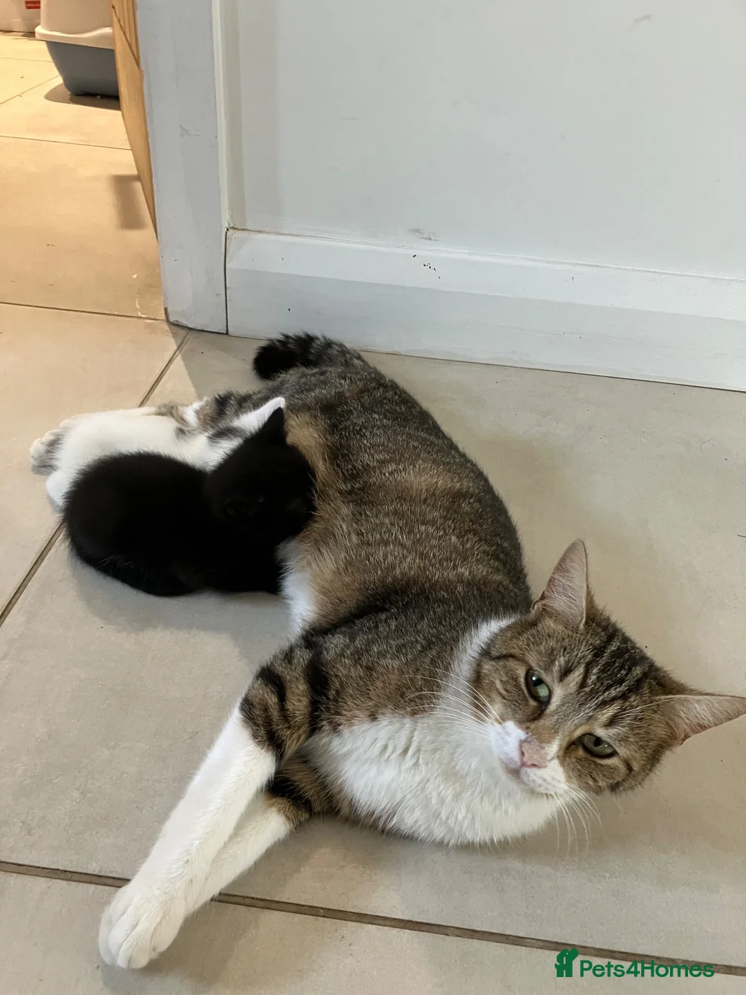 Mixed Breed cats for sale: 2 Kittens for sale in Westbury - Advert 2